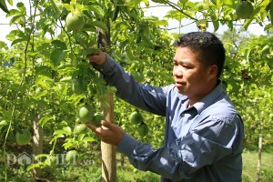 Thứ chanh leo quả to như nắm tay, kiếm hàng trăm triệu