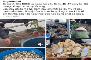 Siêu thị và shop online lên kế hoạch giải cứu ngao cồi siêu rẻ