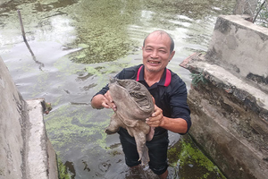 Đàn ba ba trăm con to 'đến phát khiếp' ở Thái Bình