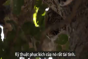 Video: báo cái run rẩy sợ hãi để mặc con đực cướp mồi