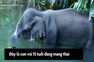 Video: Ăn nhầm dứa có chất nổ, voi mang thai thiệt mạng 