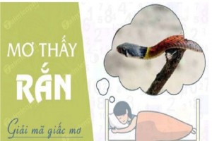 Những giấc mơ về rắn mang tới tin vui trong công việc và tiền bạc