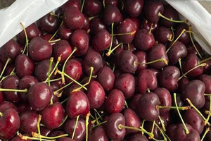 Cherry Mỹ không còn rẻ, chị em rủ nhau mua chung