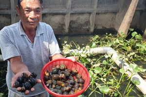 Chàng Robinson giữa ốc đảo, cách làm giàu 'độc' nhất tỉnh Thái Bình