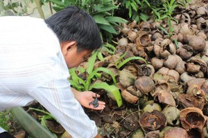 Nuôi loài côn trùng sắp tuyệt chủng, mỗi ngày 5 triệu đút túi