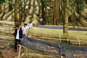 Hoang mang vì sâm tiền tỷ 'quốc bảo' bán tràn lan trên mạng