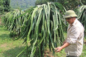 Vựa thanh long lớn nhất Nghệ An