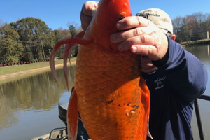 Phát hiện cá vàng khổng lồ ở South Carolina