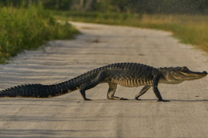 Cá sấu xuất hiện tràn lan ở bang Florida