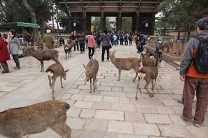 Đến công viên lớn nhất Nhật Bản ngắm nai vàng ngơ ngác