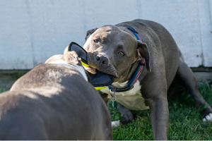 Tại sao vết cắn của chó Pitbull đáng sợ hơn những giống chó khác?