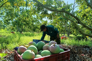 Hàng chục đặc sản, nông sản rớt giá thảm