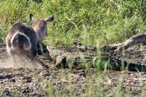 Cận cảnh màn thoát chết thần kỳ của linh dương Waterbuck trước hàm cá sấu