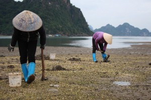 Cận cảnh đi săn sá sùng kiếm tiền triệu mỗi ngày