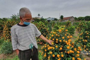 Đào quất Tết nằm yên ắng, khách hủy kèo, bỏ cọc cả vườn