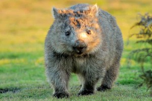 Tại sao gấu túi wombat tạo ra phân hình khối vuông?