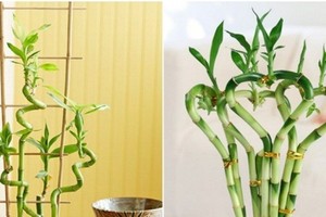 3 loại cây cứ đặt lên bàn thờ tiền đẻ ra tiền