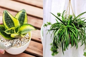 8 loại cây trồng trong nhà hút bức xạ điện từ, cực vượng phong thủy 