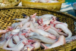 Loại cá đặc sản ở quê rẻ như cho, lên phố 250.000 đồng/kg 