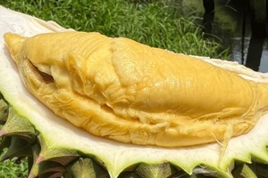 Trở lại vị thế "vua trái cây", cơm sầu riêng giá 450-500 nghìn/kg