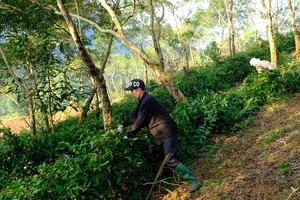 Trồng cây này trên vùng đất khó, lão nông Hà Giang thu tỷ đồng/vụ