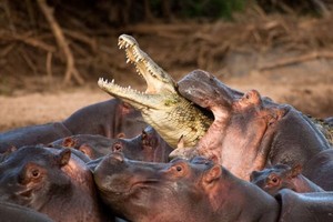 Cá sấu bị hà mã “hành hung” tơi bời vì tội “nhiều chuyện” 