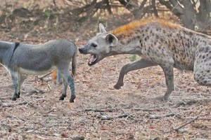 Linh cẩu cậy thế bắt nạt lừa: Nào ngờ kẻ yếu "tung chiêu hiểm"