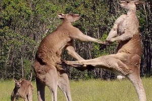 Video: Màn “đấu võ” kịch tính của Kangaroo  