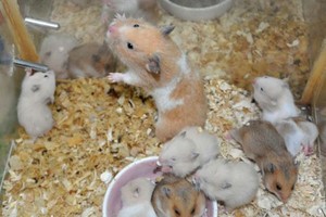 Video: Cận cảnh quá trình phát triển của chuột hamster  