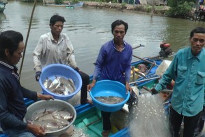 Người dân "vùng đất cuối trời" săn cá vồ chó, thu tiền triệu/ ngày