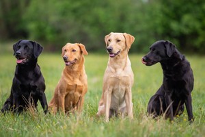 Top 10 giống chó phổ biển nhất thế giới: Labrador đứng đầu 