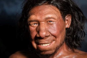 Thói quen dậy sớm có thể được thừa hưởng từ tổ tiên lai tạo Neanderthal