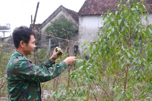 Người trồng đào phai tất bật "xuống lá" đón Tết