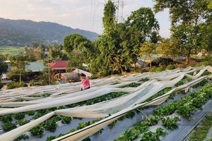 Trồng loại quả ngon, một thanh niên Lai Châu lãi 300 triệu/vụ