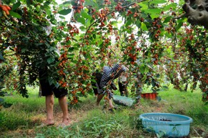 Dâu tằm chín trĩu cành, nông dân hối hả thu hoạch  