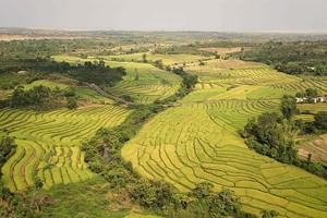 Ngắm những "ô màu" trên ruộng bậc thang Chư Sê ở Gia Lai