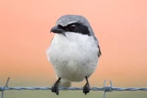 Loggerhead shrike, loài chim 'đồ tể' tàn bạo