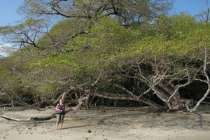 Cây nguy hiểm nhất thế giới, chặt hay đốt đều trúng độc