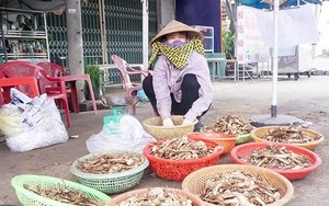 Loại đặc sản mọc tua tủa sau mưa, dân soi đèn cả đêm hái bán