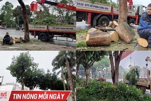 Hàng loạt cây xanh ở “trái tim thành Vinh” bị đốn hạ làm phố đi bộ