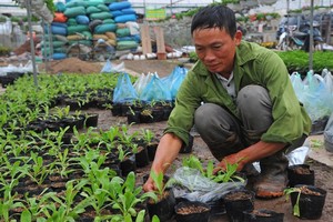 Người dân làng hoa Xuân Quan thu hàng trăm triệu mỗi ngày dịp tết