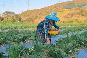 Trồng dâu tây bạt ngàn, nông dân tỷ phú Sơn La bán đắt hàng