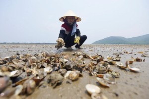 Bộ TN-MT yêu cầu các tỉnh báo cáo môi trường biển hàng ngày