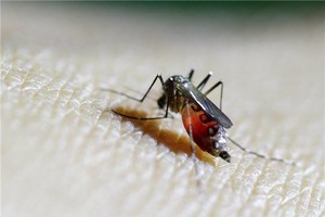 Phát hiện thêm 1 bé 4 tuổi dương tính với virus Zika