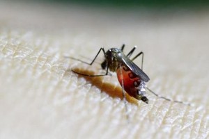 Virus Zika lan nhanh ở TP HCM, 57 trường hợp dương tính