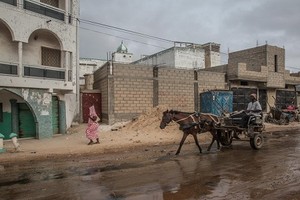 Số phận xe ngựa kéo "một thời vang bóng" ở Senegal