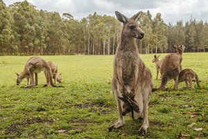 Bắt giữ nghi phạm giết 98 con kangaroo