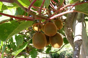 Cách trồng kiwi tại nhà cực dễ ít ngờ