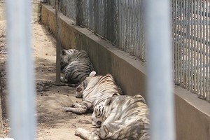 Cô gái bị hổ vồ đứt cánh tay: Những điểm lạ cần làm rõ!