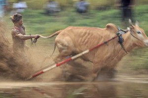 Cuộc đua điều khiển bò bằng đuôi “độc nhất vô nhị“